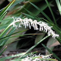 Ophiopogon jaburan (Liriope gigantea)