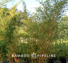 Bambusa ventricosa