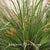 Lomandra longifolia 'Breeze' ('LM300')