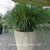 Lomandra longifolia 'Breeze' ('LM300')