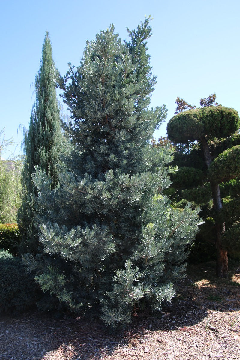 Podocarpus elongatus 'Icee Blue' - Monrovia ('Monmal')
