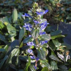 Ajuga 'Chocolate Chip'