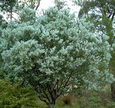 Acacia covenyi