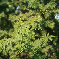 Acacia smallii Multi (A. minuta)