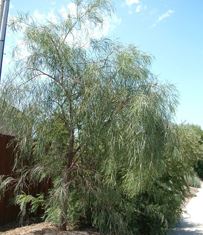 Acacia stenophylla Standard