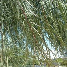 Acacia stenophylla Standard