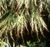 Acer palmatum dissectum 'Viridis'
