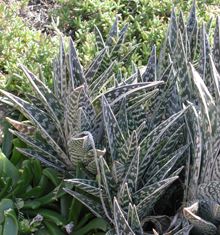 Aloe variegata