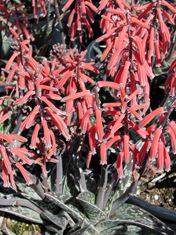 Aloe variegata