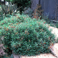 Lobelia laxiflora