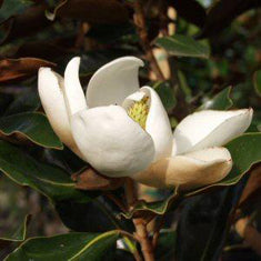 Magnolia grandiflora 'Little Gem' Espalier