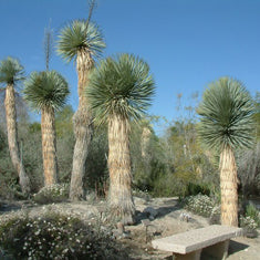Yucca rostrata (Y. thompsoniana)