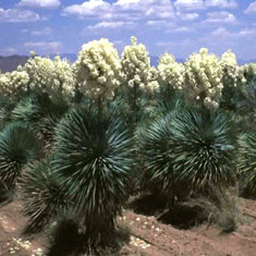 Yucca rostrata (Y. thompsoniana)