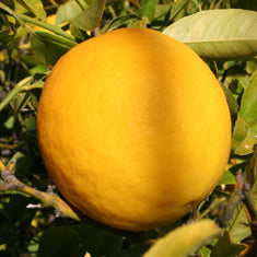 Citrus Lemon 'Meyer' Standard  ('Improved Meyer')
