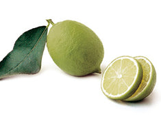 Citrus Lime 'Bearss' Dwarf