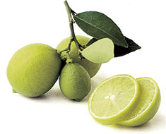 Citrus Lime 'Mexican' Dwarf ('Key Lime')