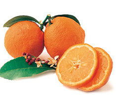 Citrus Lime 'Rangpur' Standard