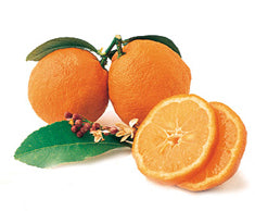 Citrus Orange 'Seville' Dwarf
