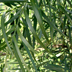 Podocarpus gracilior Espalier (Afrocarpus elongatus) (Nageia falcatus)