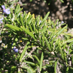 Rosmarinus officinalis 'Irene'