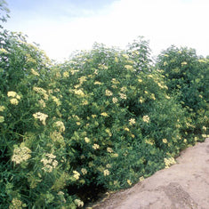 Sambucus mexicana (S. caerulea)