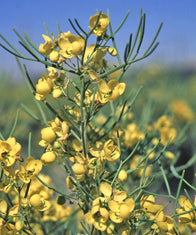 Senna nemophila (S. artemisioides filifolia)(Cassia eremophila)