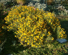 Tagetes lemmonii (T. palmeri)