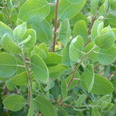 Arctostaphylos manzanita 'Dr. Hurd'