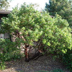 Arctostaphylos manzanita 'Dr. Hurd'