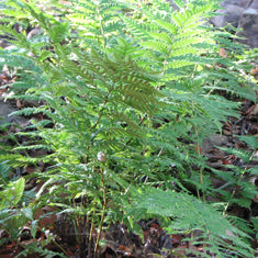 Woodwardia fimbriata (W. chamissoi)(W. radicans)