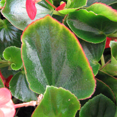 Begonia semperflorens Green Leaf 'Pink'