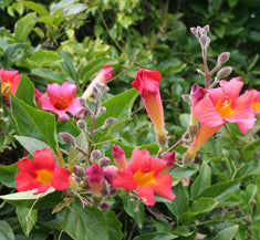 Distictis buccinatoria Espalier (Bignonia cherere) (Phaedranthus b.)