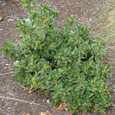 Rhamnus californica