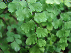 Adiantum raddianum (A. cuneatum)(A. decorum)