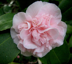 Camellia japonica 'Debutante' Patio Tree