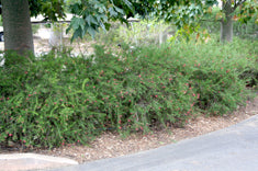 Grevillea 'Canberra' ('Canberra Gem')('Pink Pearl')