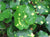 Ligularia tussilaginea 'Aureo-maculata' (Farfugium japonicum)
