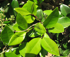 Ligustrum japonicum 'Texanum' Patio Tree