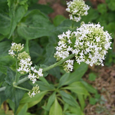 Centranthus ruber 'Albus' (Valeriana rubra)