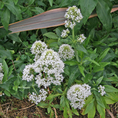 Centranthus ruber 'Albus' (Valeriana rubra)