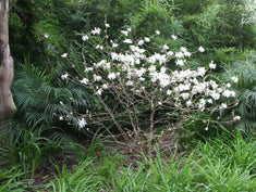 Magnolia stellata (M. kobus s.)