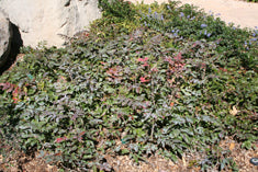 Mahonia aquifolium 'Compacta' (Berberis a.)