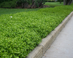 Trachelospermum jasminoides Espalier (Rhynchospermum)