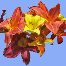 Hemerocallis 'Assorted Hybrids'