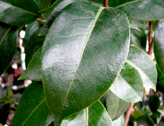 Camellia japonica 'Silver Waves' Patio Tree