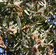 Melaleuca quinquenervia  Low Branch (M. leucadendra)