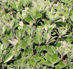 Pittosporum crassifolium 'Compactum' ('Nana')(Compacta)