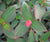 Tibouchina urvilleana  Patio Tree (Pleroma splendens) (T. semidecandra)