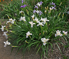 Iris douglasiana Pacific Coast Hybrid 'Canyon Snow'