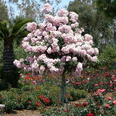 Rosa 'Assorted Varieties' 18" Patio Tree